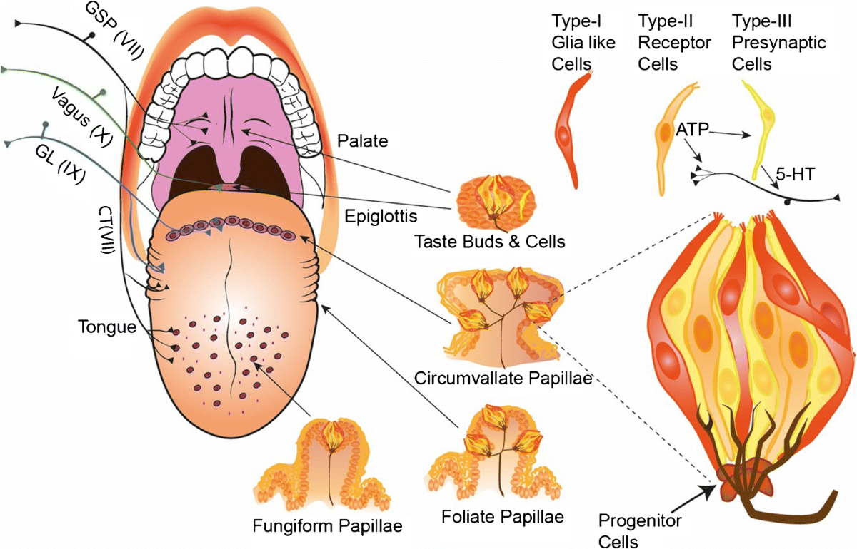 glp 1 vulva ✨ Ozempic & Women's Health Rapid weight loss with Ozempic can sometimes  cause changes in the vulva & labia — a phenomenon often called “Ozempic  Vulva.” From discomfort to confidence concerns, these