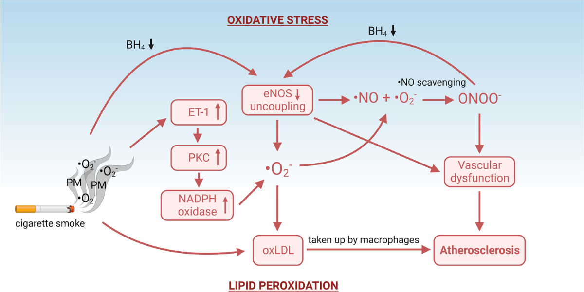 are cigarettes a vasoconstrictor Tobacco smoking and vascular biology and function: evidence from human  studies | Pflügers Archiv - European Journal of Physiology