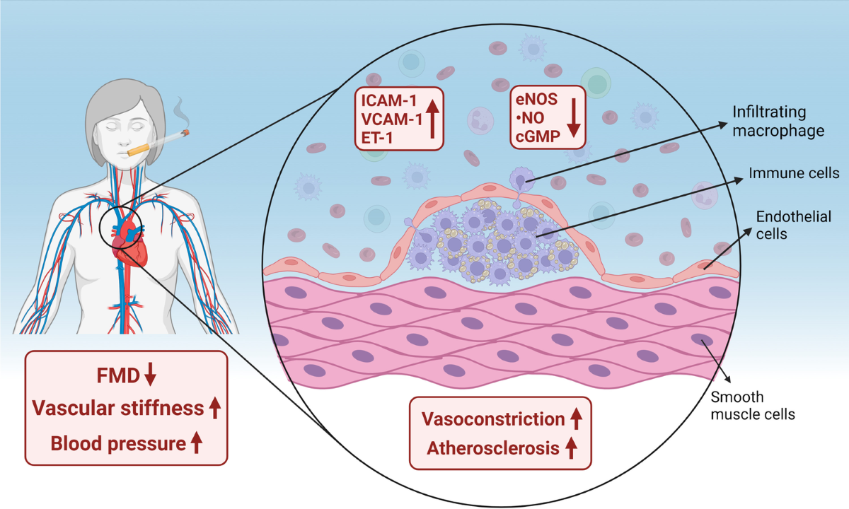 effects of tobacco on the circulatory system Tobacco smoking and vascular biology and function: evidence from human  studies | Pflügers Archiv - European Journal of Physiology