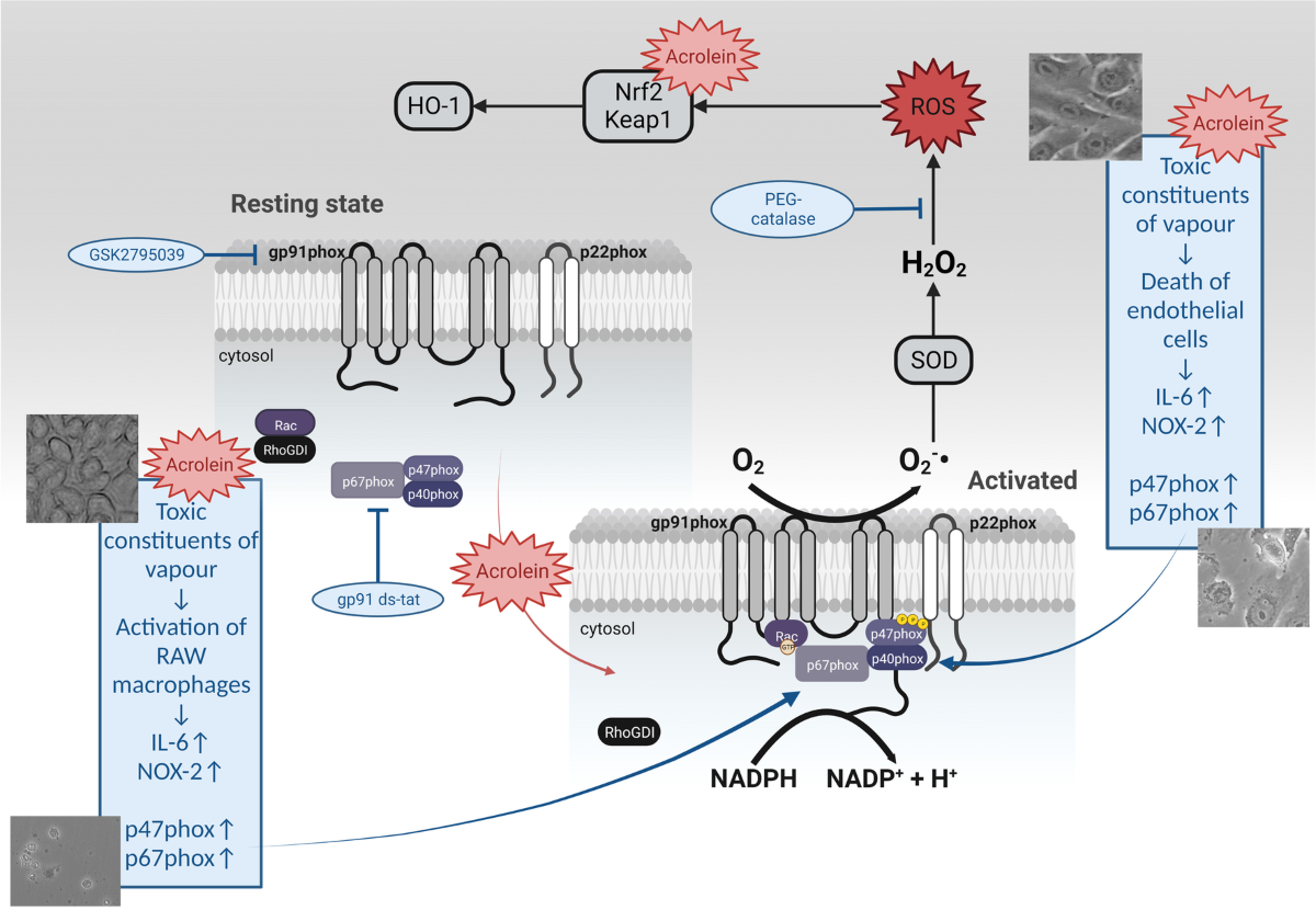 The role of acrolein for E-cigarette vapour condensate mediated activation  of NADPH oxidase in cultured endothelial cells and macrophages | Pflügers  Archiv - European Journal of Physiology