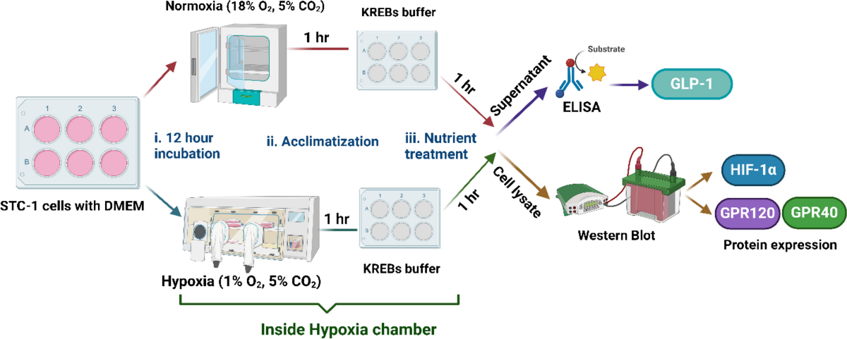 glp-1 elisa Effect of hypoxia on GLP-1 secretion – an in vitro study using  enteroendocrine STC-1 -cells as a model | Pflügers Archiv - European  Journal of Physiology