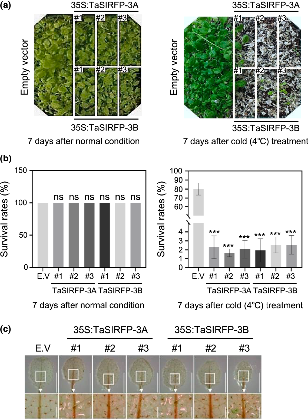 Molecular dissection of two homoeologous wheat genes encoding RING H2-type  E3 ligases: TaSIRFP-3A and TaSIRFP-3B | Planta