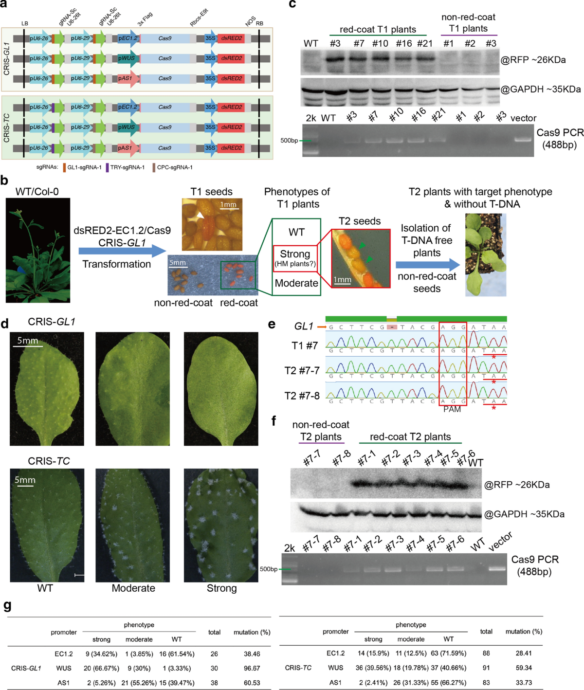 A high-efficient and naked-eye visible CRISPR/Cas9 system in Arabidopsis |  Planta