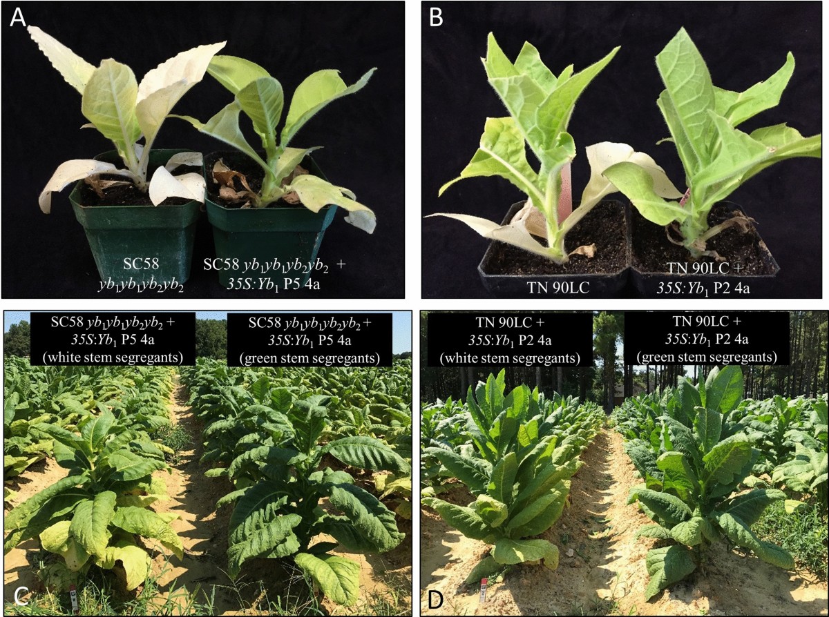 Modified physiology of burley tobacco plants genetically engineered to  express Yb1, a functional EGY enzyme | Planta