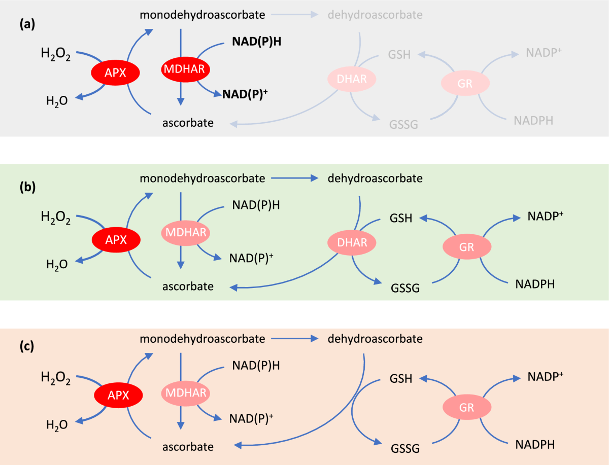 glutathione dehydrogenase ascorbate activity The ascorbate-glutathione pathway (Halliwell-Asada cycle) is an indispensible component of the ROS homeostasis mechanism of plants. Triyambak Life Sciences Ascorbate, plant hormones and their