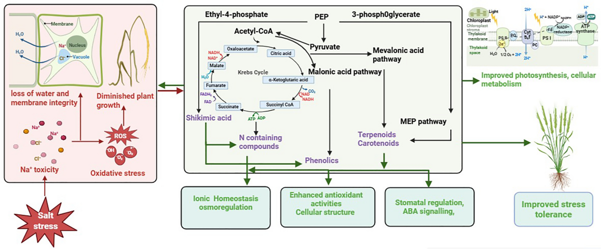 tobacco acid pyrophosphatase Mechanistic insights and breeding prospects of secondary metabolites in  wheat salt stress tolerance | Planta