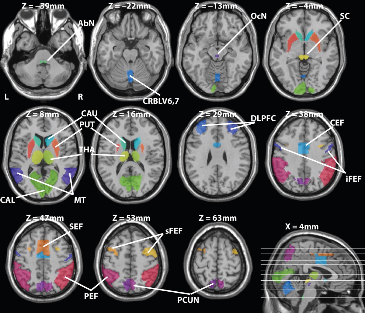 Functional neuroanatomy of the human eye movement network: a review and  atlas | Brain Structure and Function