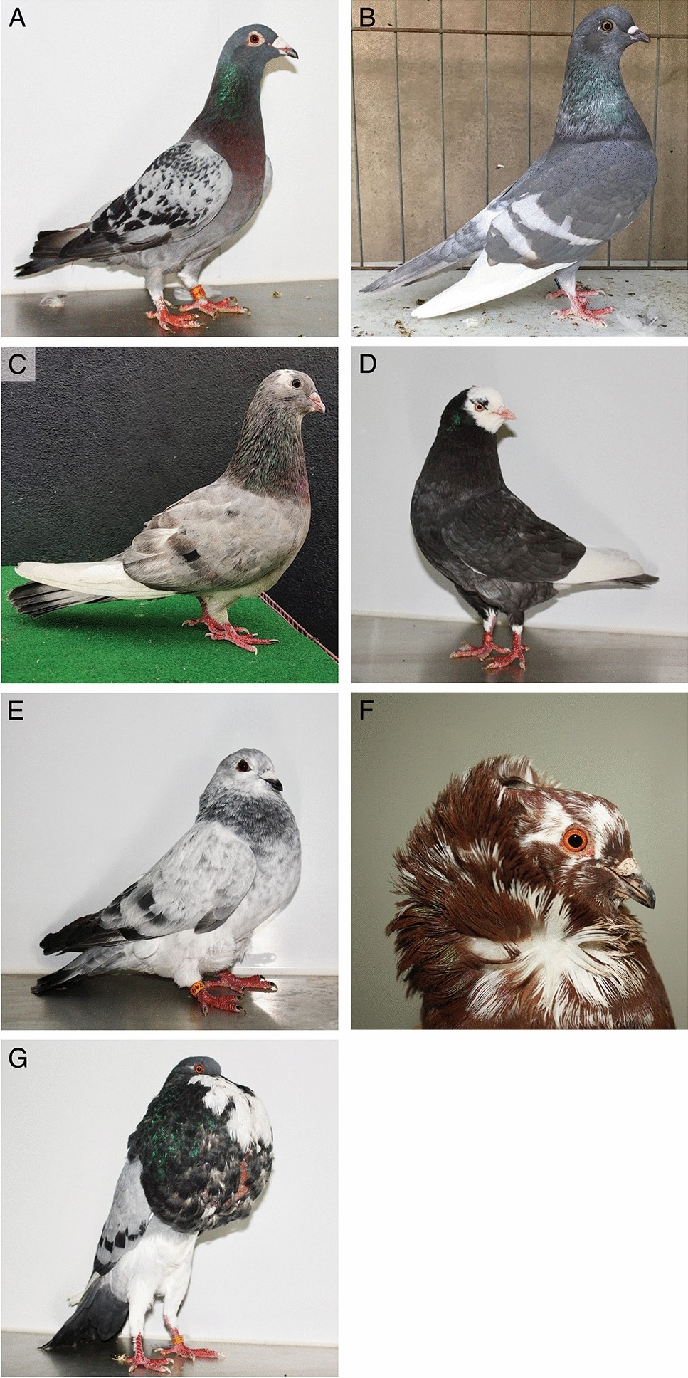 Pigeon Encyclopedia: Valencian Figurita, image size:967x1936