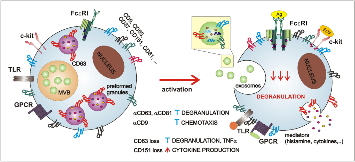 bpc 157 mast cell activation Tetraspanins in the regulation of mast cell function | Medical Microbiology  and Immunology
