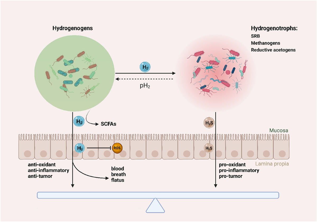 h2 absorb glutathione Prospects of molecular hydrogen in cancer prevention and treatment | Journal of Cancer Research and Clinical Oncology Can I Take Glutathione