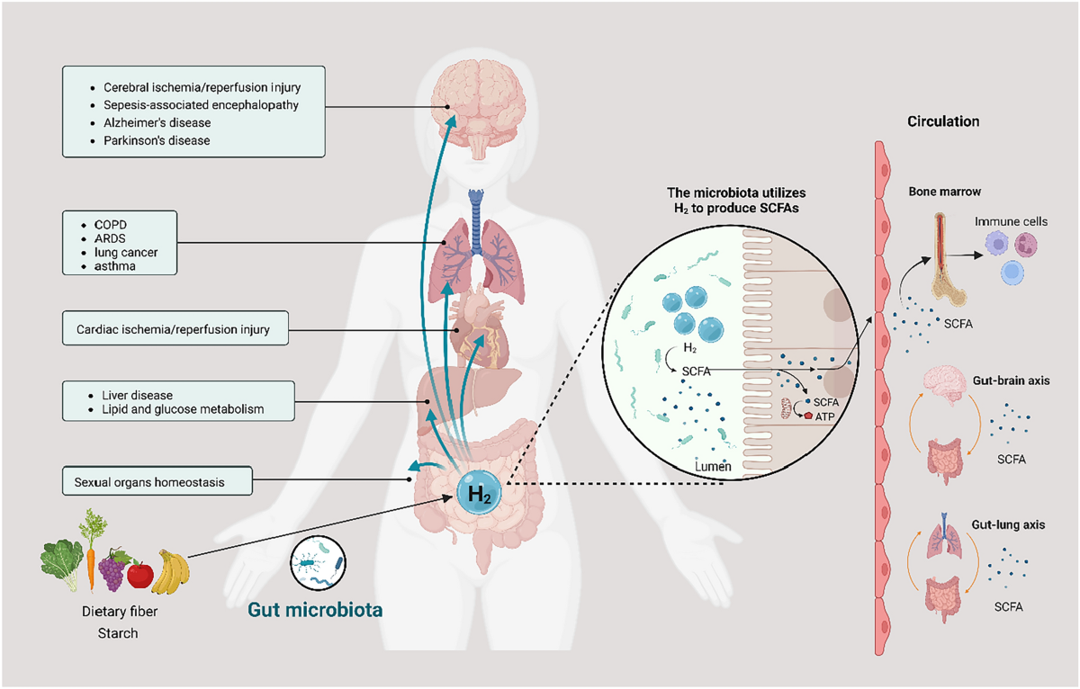 Prospects of molecular hydrogen in cancer prevention and treatment | Journal of Cancer Research and Clinical Oncology