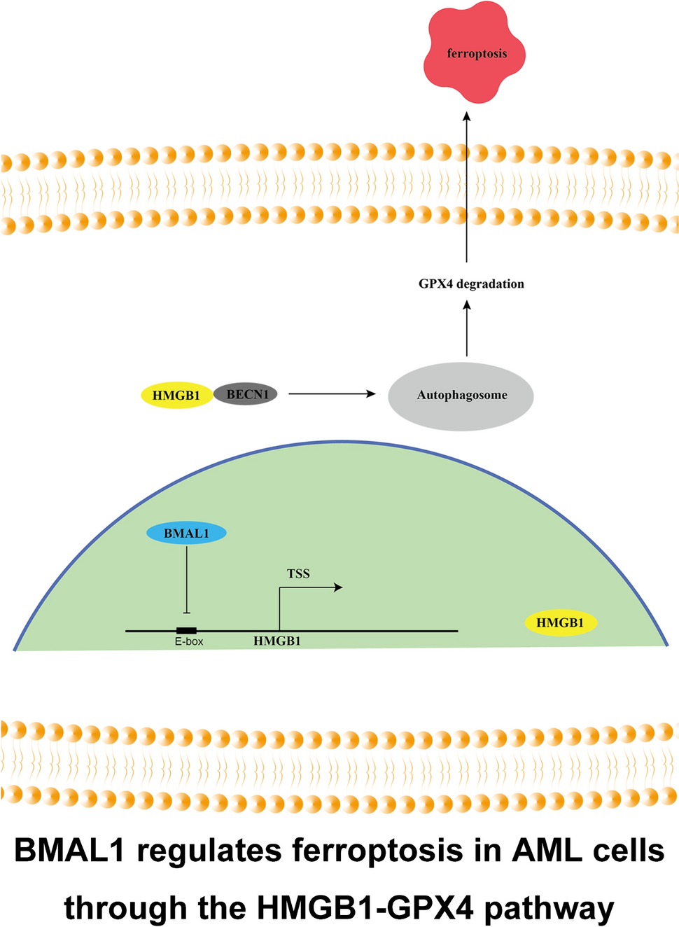 Targeting BMAL1 reverses drug resistance of acute myeloid leukemia cells  and promotes ferroptosis through HMGB1-GPX4 signaling pathway | Journal of  Cancer Research and Clinical Oncology