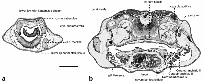Digital photograph showing tadpole morphological measurements and