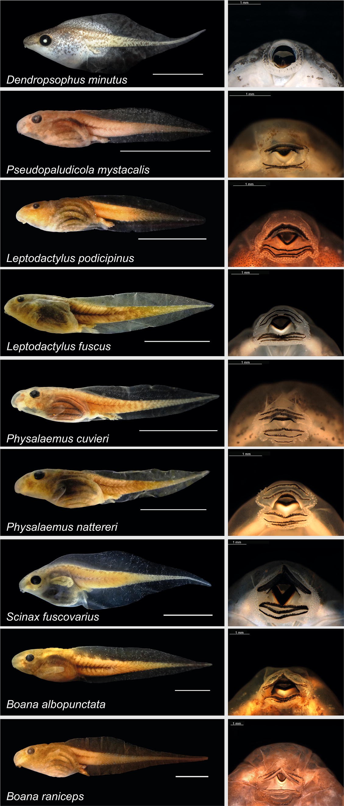 Smooth, striated, or rough: how substrate textures affect the feeding  performance of tadpoles with different oral morphologies