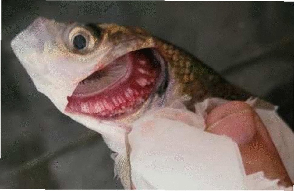 First report of Dactylogyrus formosus from India: a case of co-existence  with Paradactylogyrus catlaius causing mass mortality in Indian major carp,  Catla catla | Parasitology Research