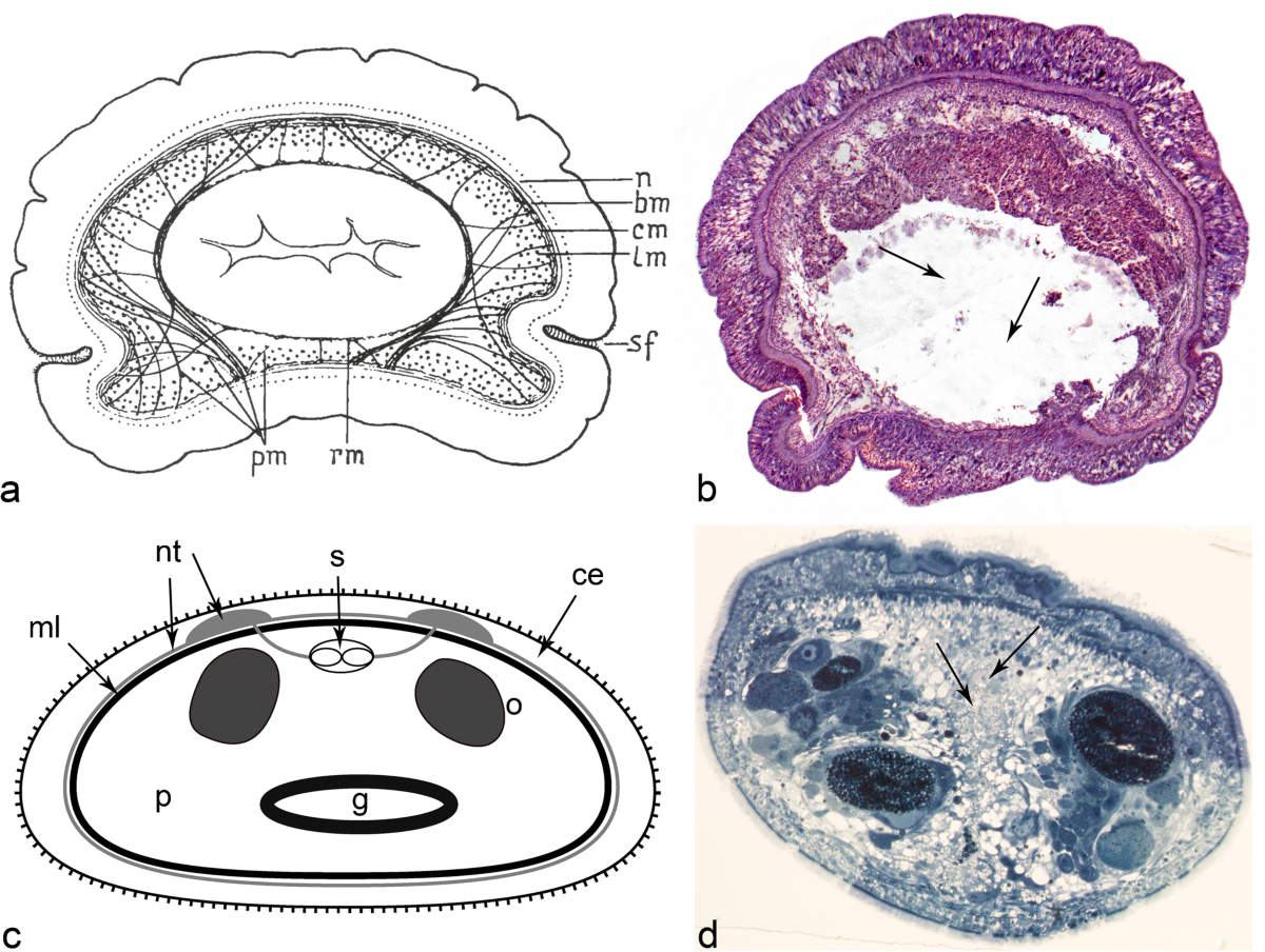 The digestive system of xenacoelomorphs | Cell and Tissue Research the-digestive-system-of-xenacoelomorphs-cell-and-tissue-research