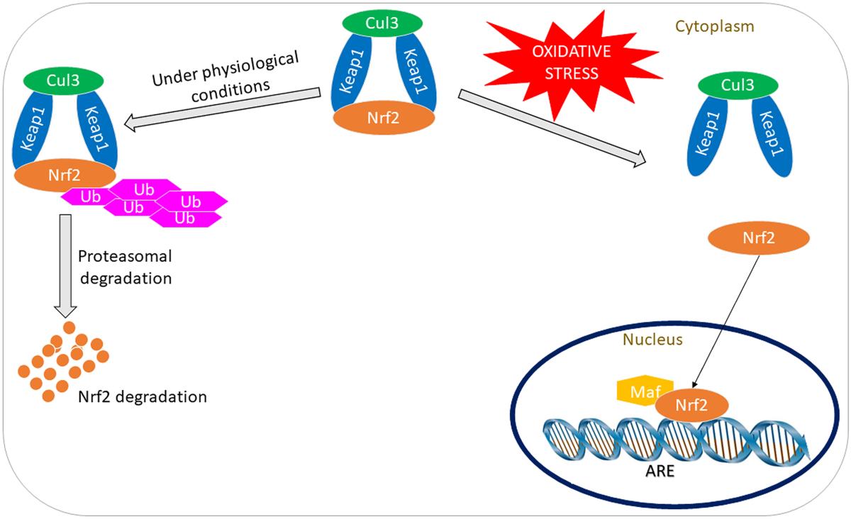 Exploring Nrf2 as a therapeutic target in testicular dysfunction | Cell and  Tissue Research
