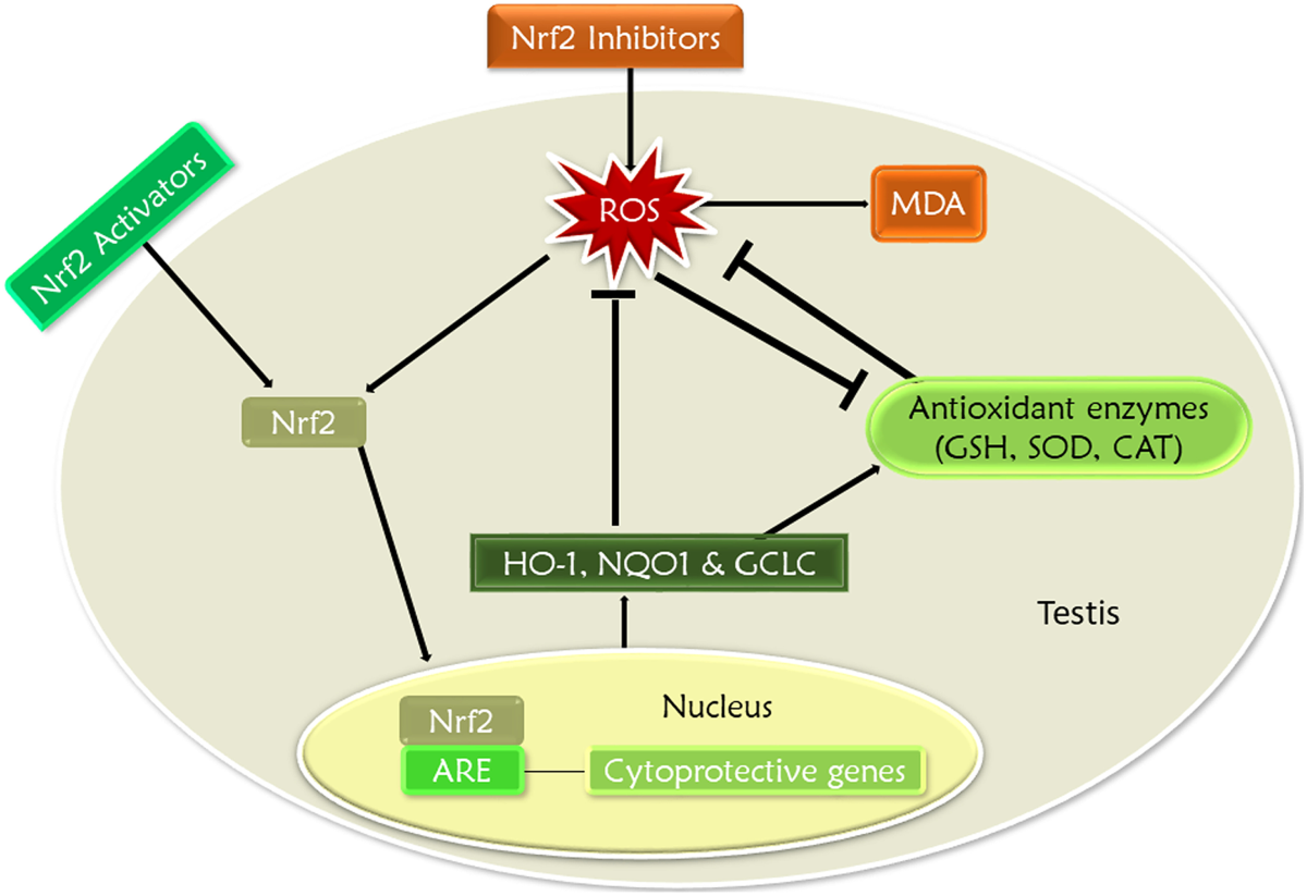 Exploring Nrf2 as a therapeutic target in testicular dysfunction | Cell and  Tissue Research