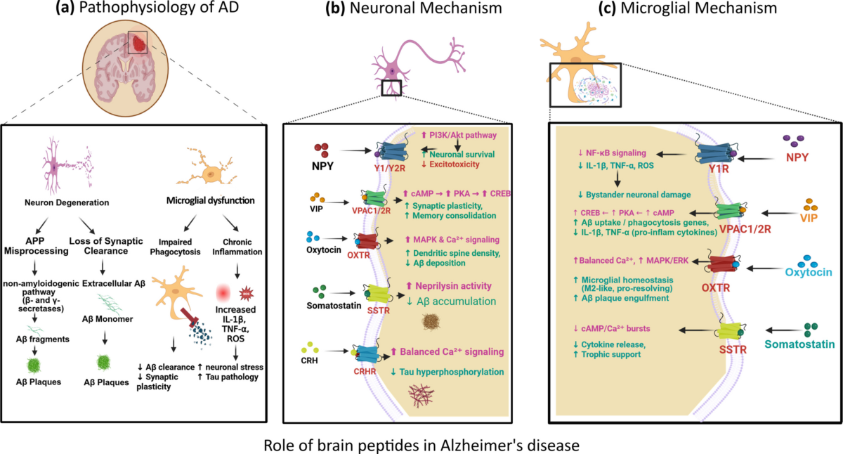 does bpc 157 improve sleep Stable Gastric Pentadecapeptide BPC 157 as a Therapy and Safety Key: A  Special Beneficial Pleiotropic Effect Controlling and Modulating  Angiogenesis and the NO-System