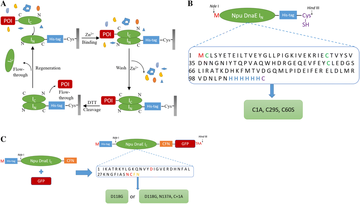 Improved protein purification system based on C-terminal cleavage of Npu DnaE split intein | Bioprocess and Biosystems Engineering
