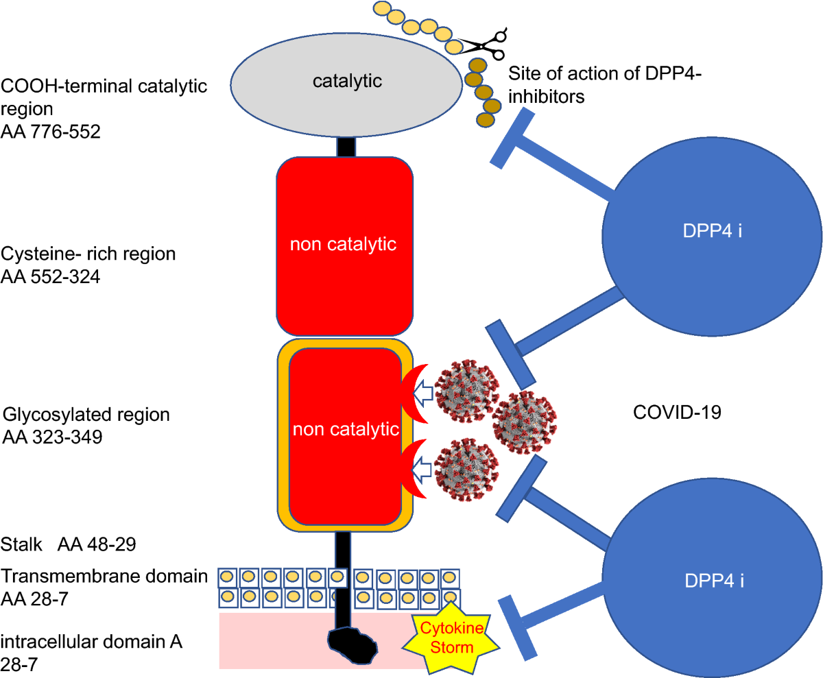 glp 1 super responder Decoding the hallmarks of GLP-1RA weight-loss super responders