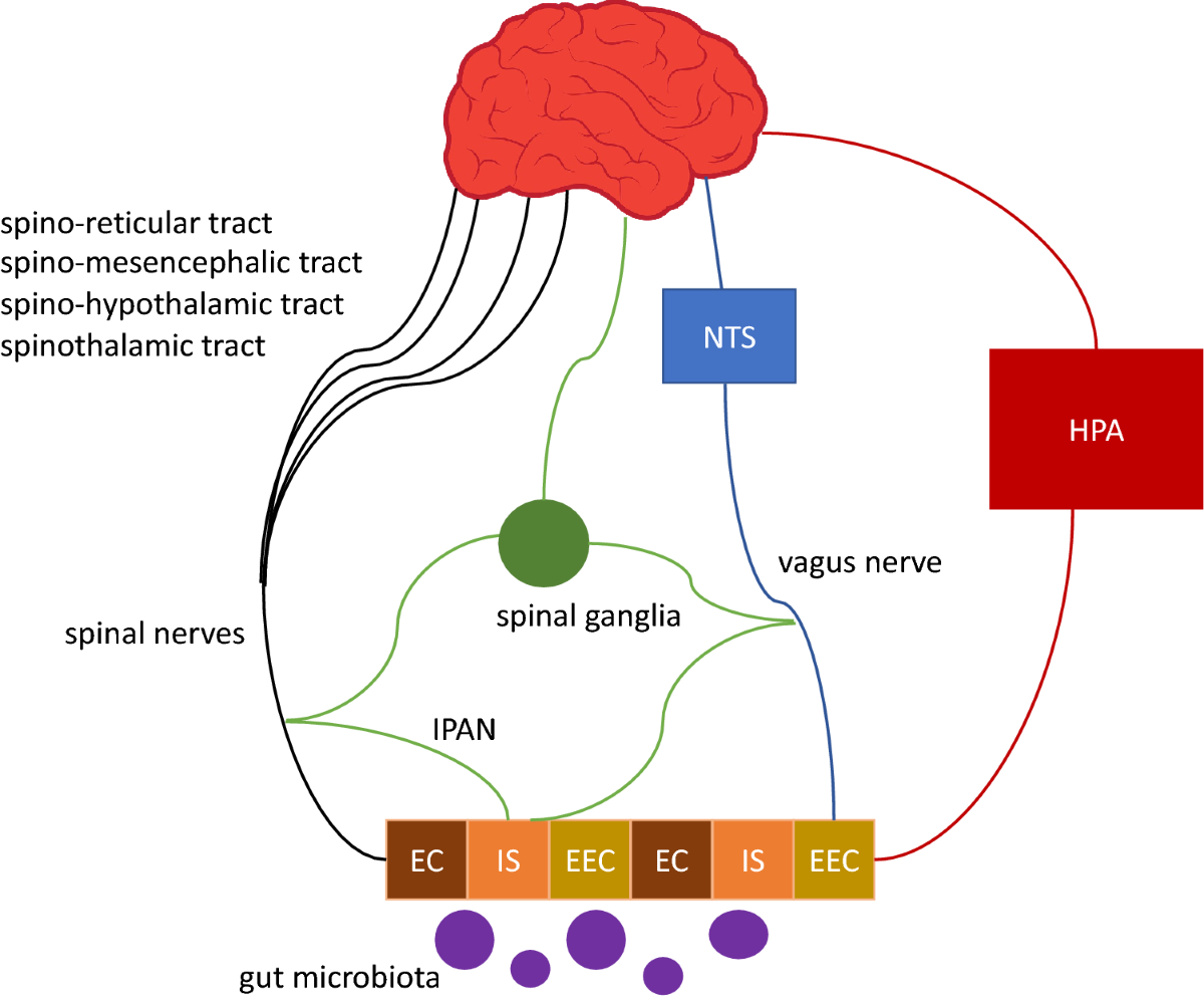 glp 1 periods Does Glp 1 Affect Periods GLP-1