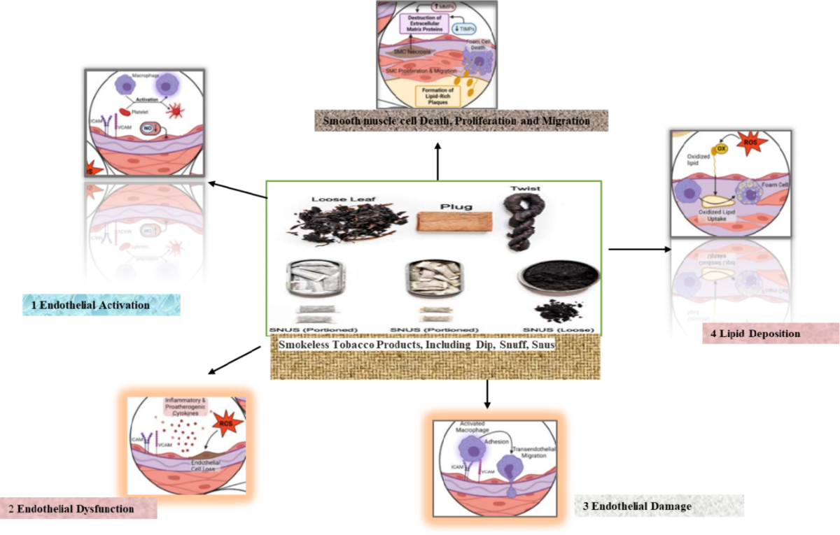 A comprehensive review: role of smokeless tobacco consumption as a risk  factor for diabetes mellitus | Acta Diabetologica