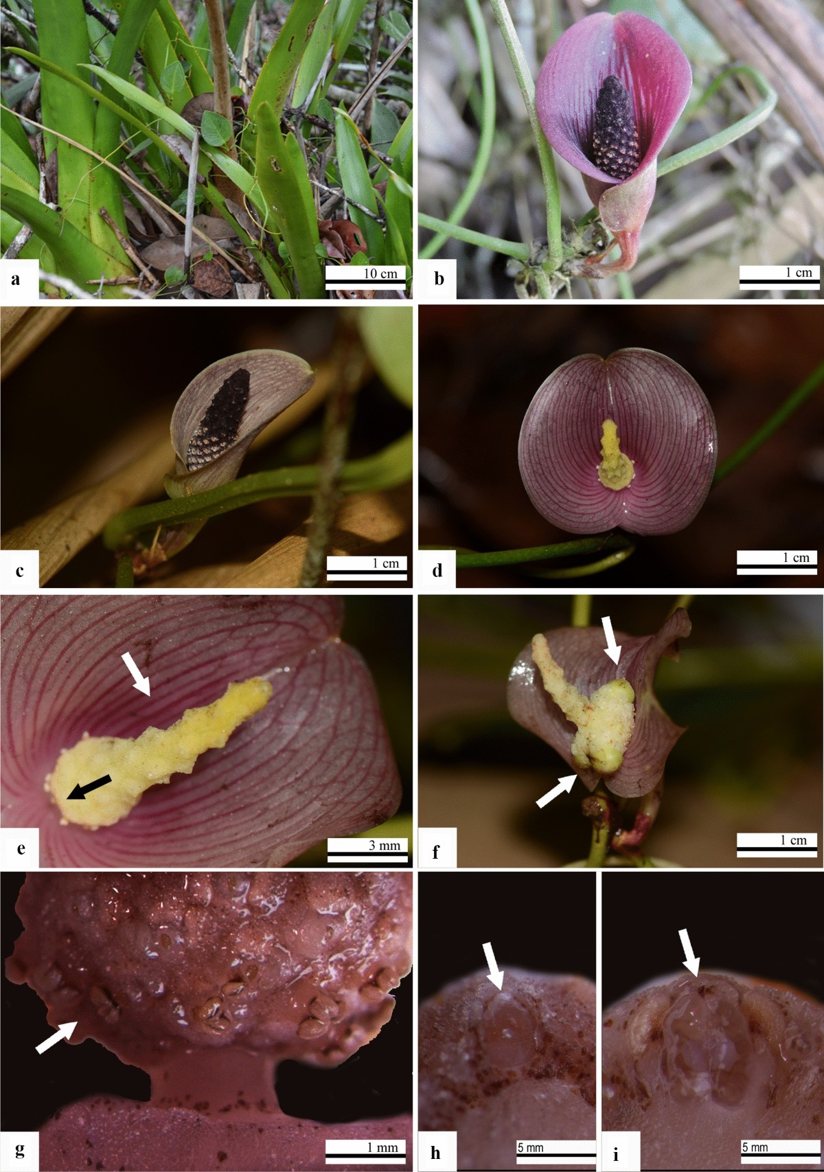 Anthurium bromelicola and A. sterilispadix (Araceae): two distinct  bromeliad commensals with highly unusual inflorescence morphology endemic  to Northeast Brazil | Plant Systematics and Evolution | Springer Nature Link