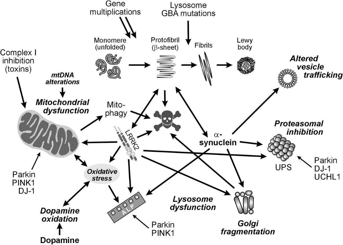 Neuropathology and pathogenesis of extrapyramidal movement disorders: a  critical update—I. Hypokinetic-rigid movement disorders | Journal of Neural  Transmission