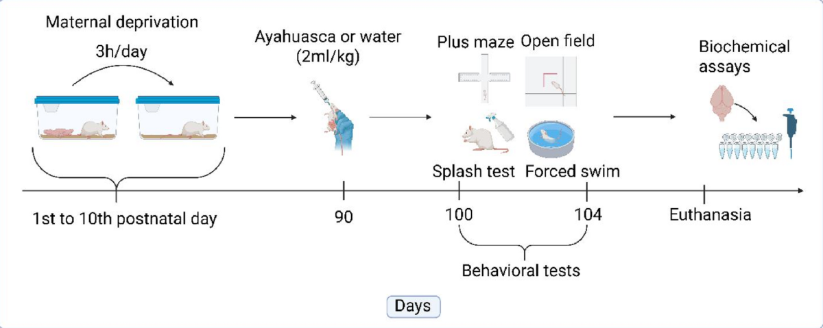 ayahuasca and glutathione Single administration mitigates long-term behavioral neurochemical effects of early-life stress in rats | Journal of Neural Transmission تونر يعزز الاشراقة