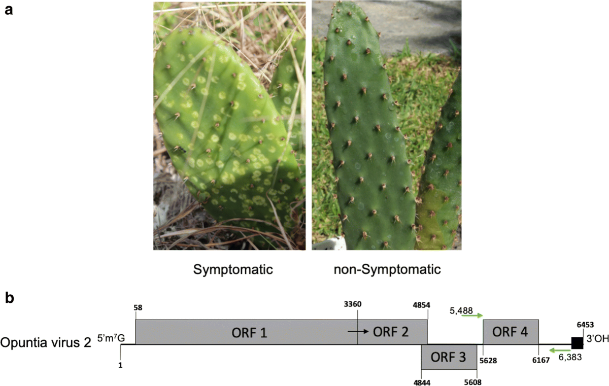 Identification and genomic characterization of a novel tobamovirus from  prickly pear cactus | Archives of Virology