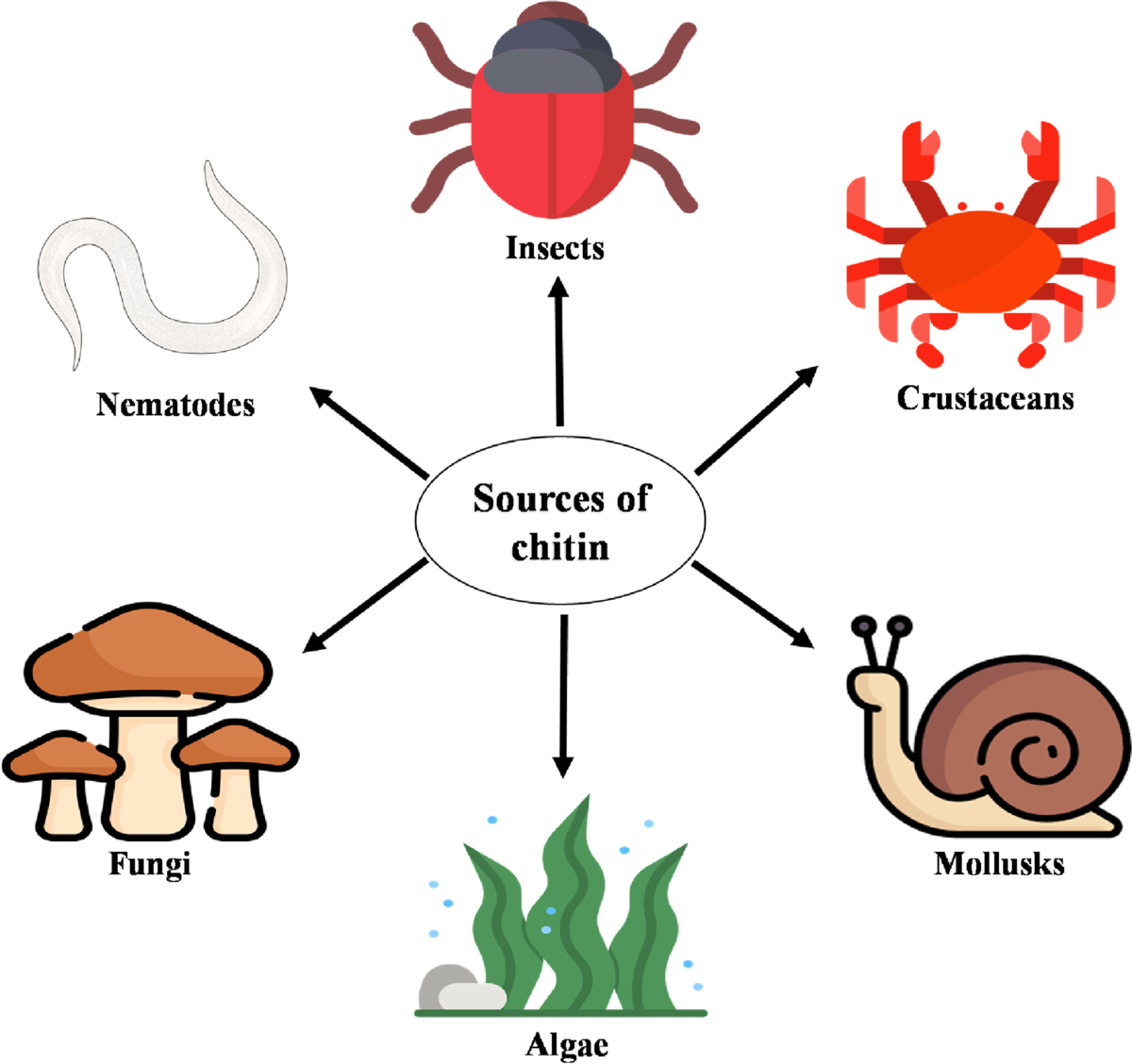 An overview of fungal chitinases and their potential applications |  Protoplasma | Springer Nature Link