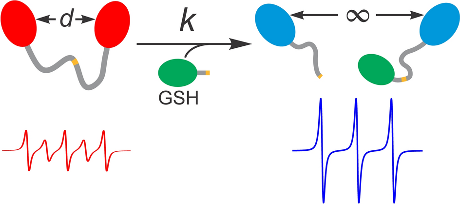 kinetics of glutathione and ferricyanide reaction in aqueous media Study the Oxidative Forced Degradation of Its Nutraceutical Formulations Using Zone Fluidics Green Liquid Chromatography Biosensor for the oxidative stress