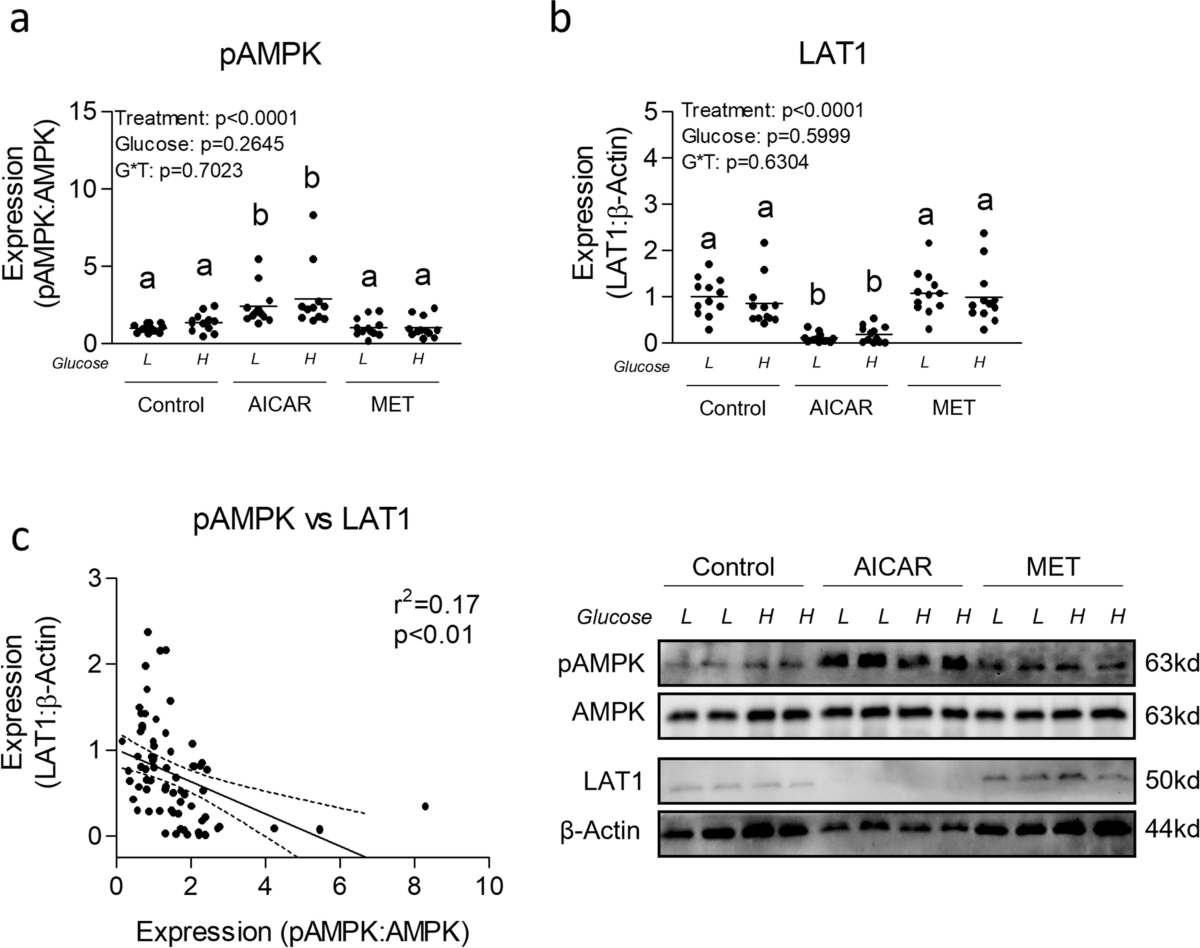 Effect of AMPK activation and glucose availability on myotube LAT1  expression and BCAA utilization | Amino Acids | Springer Nature Link