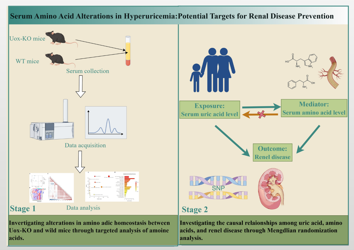 Serum amino acid alterations in hyperuricemia: potential targets for renal disease prevention | Amino Acids