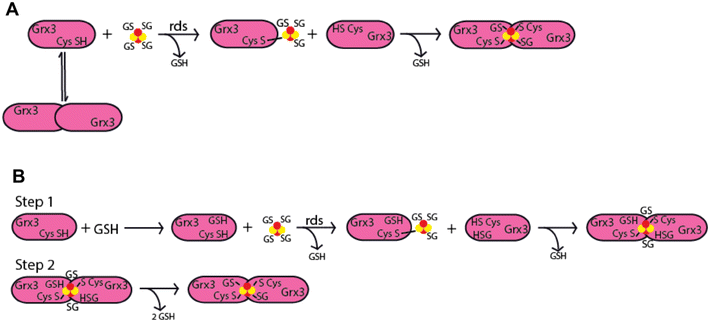 glyteine vs glutathione Glutathione Biochemistry | Glutathione Synthesis Enzymes