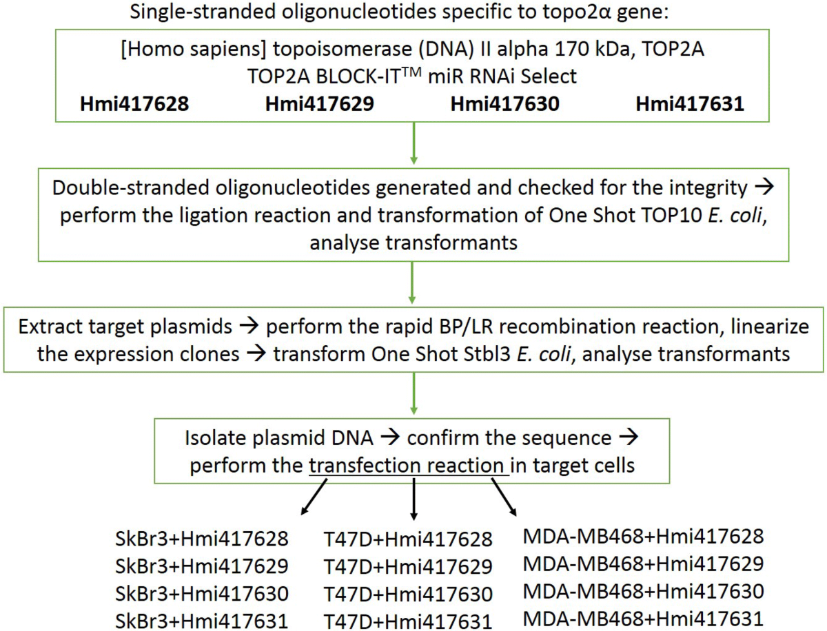 Biological evaluation of novel thiomaltol-based organometallic complexes as  topoisomerase IIα inhibitors | JBIC Journal of Biological Inorganic  Chemistry