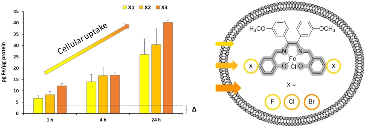 Design, synthesis, and biological evaluation of novel halogenated  chlorido[N,N-bis(salicylidene)-1,2-bis(3-methoxyphenyl)ethylenediamine]iron(III)  complexes as anticancer agents | JBIC Journal of Biological Inorganic  Chemistry | Springer Nature Link