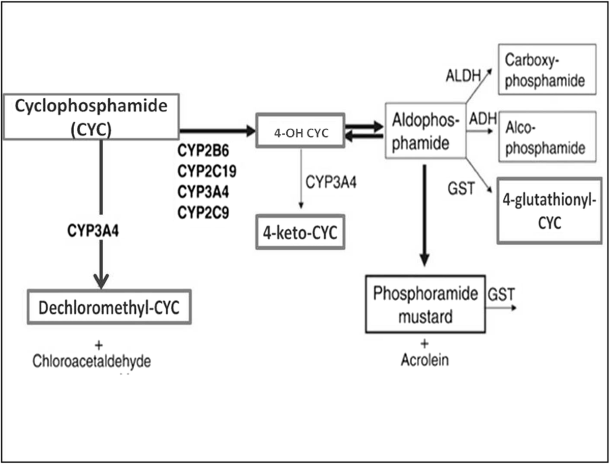 glutathione atherosclerosis The Role of Oxidative Stress in Atherosclerosis