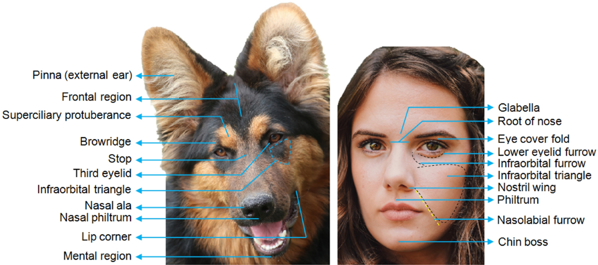 search image 2 The Truth About Dog Smiles: Understanding Canine Emotions 2