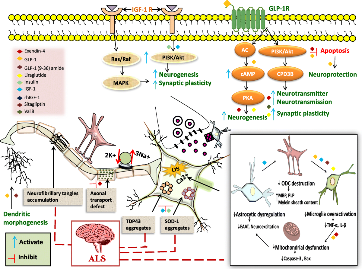 igf 1 lr3 with glp 1 Dysregulation of IGF-1/GLP-1 signaling in the progression of ALS: potential  target activators and influences on neurological dysfunctions |  Neurological Sciences