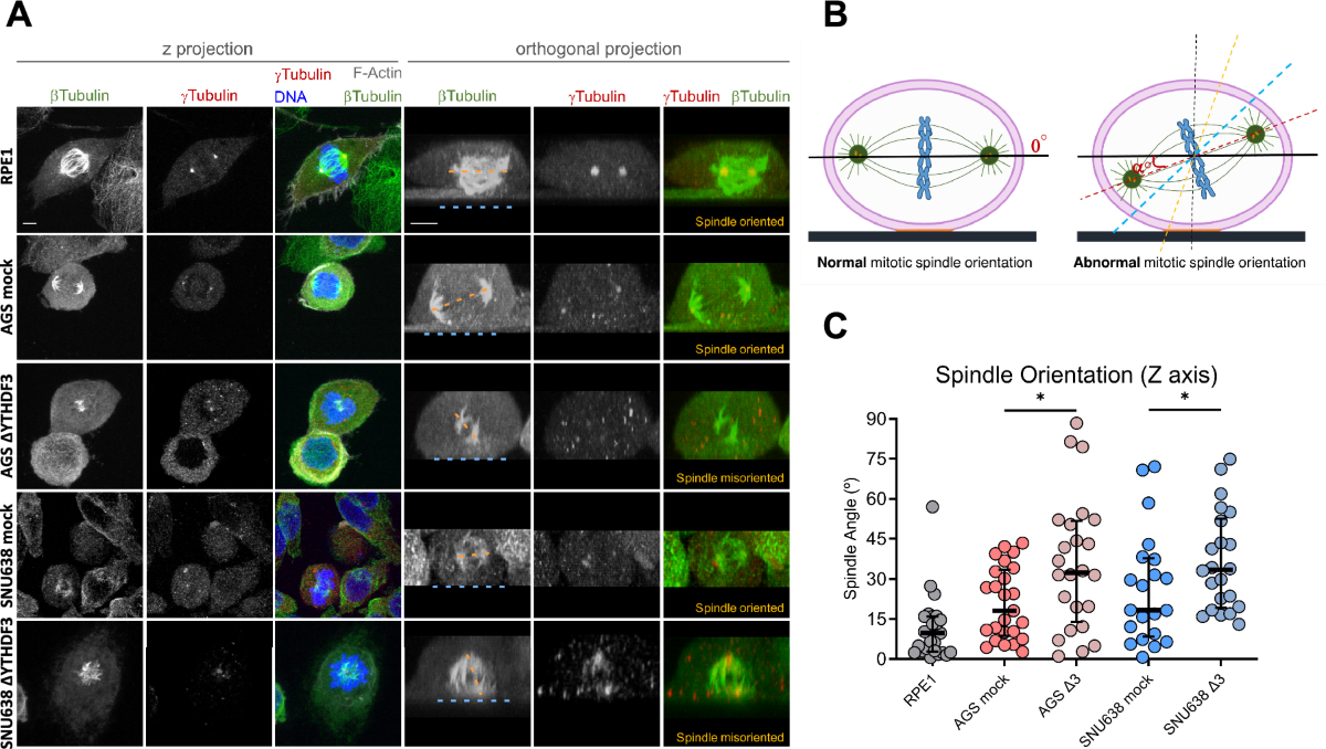 The RNA-binding protein YTHDF3 affects gastric cancer cell migration and  response to paclitaxel by regulating EZRIN | Gastric Cancer