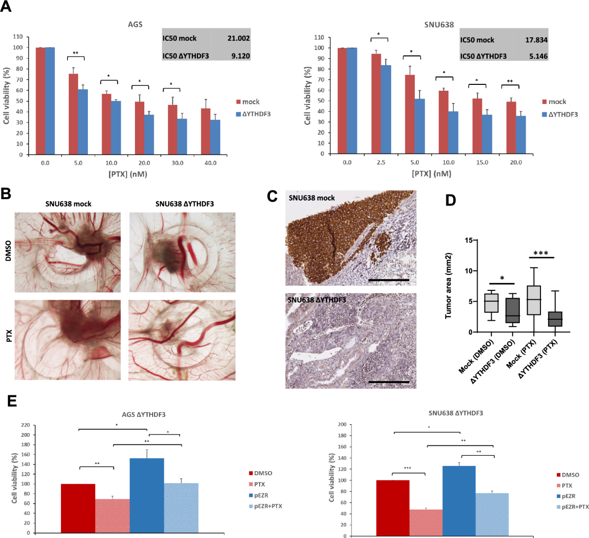 The RNA-binding protein YTHDF3 affects gastric cancer cell migration and  response to paclitaxel by regulating EZRIN | Gastric Cancer