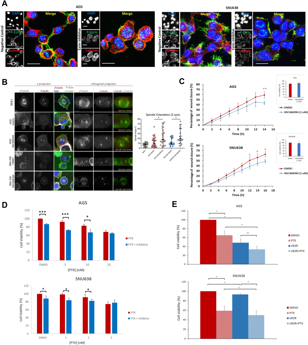 The RNA-binding protein YTHDF3 affects gastric cancer cell migration and  response to paclitaxel by regulating EZRIN | Gastric Cancer
