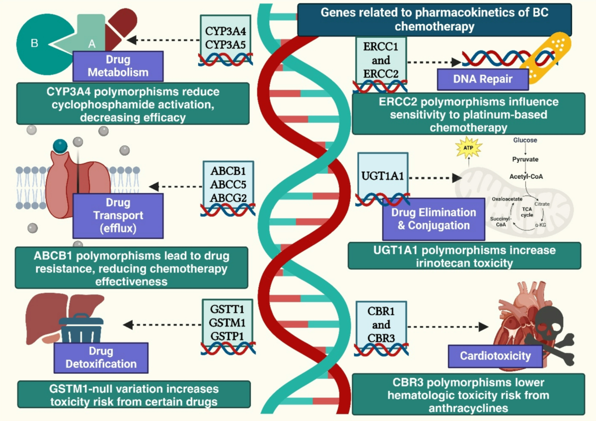 SNP's use as a potential chemotoxicity stratification tool in breast cancer: from bench to clinic | Functional & Integrative Genomics