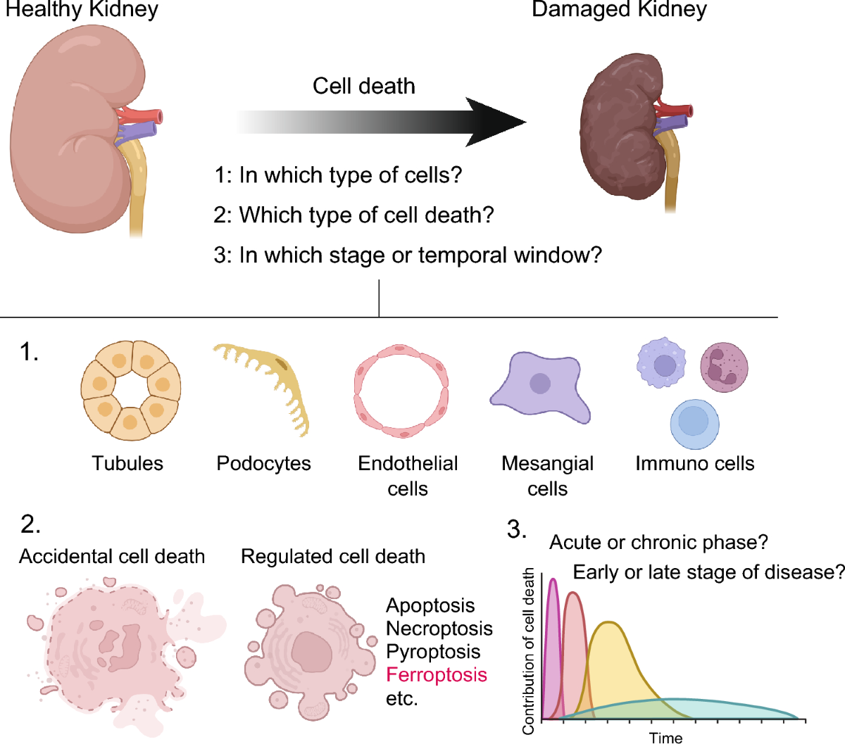 glutathione affect kidney does function Full article: Glutathione metabolism rewiring protects renal tubule cells against cisplatin Glutathione as a skin whitening