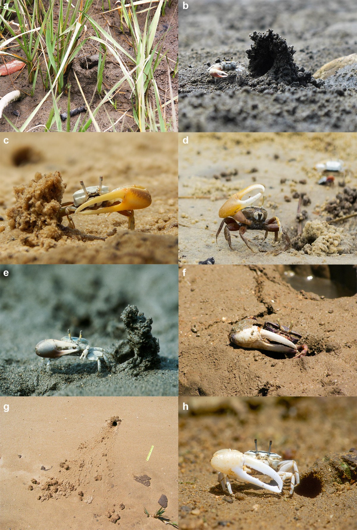 EPC of Hillsborough on X: Fiddler crab burrows are good