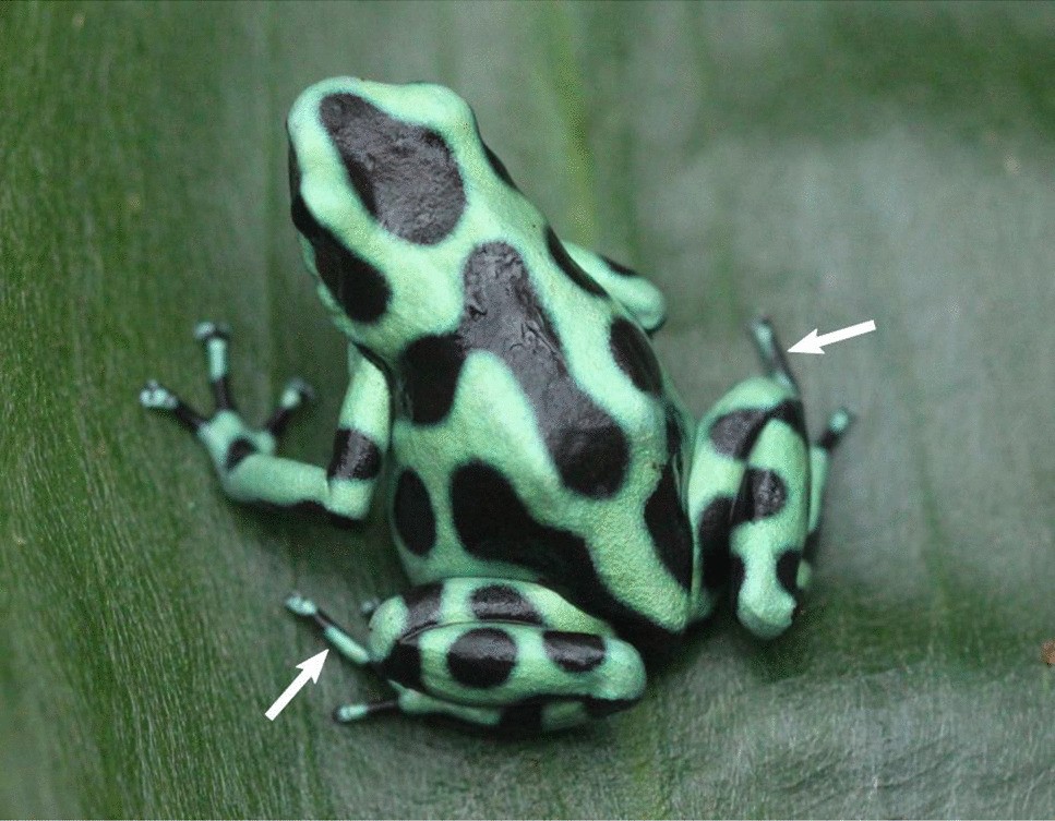 Experimental evidence that toe-tapping behavior in the green-and-black  poison frog (Dendrobates auratus) is related to prey detection