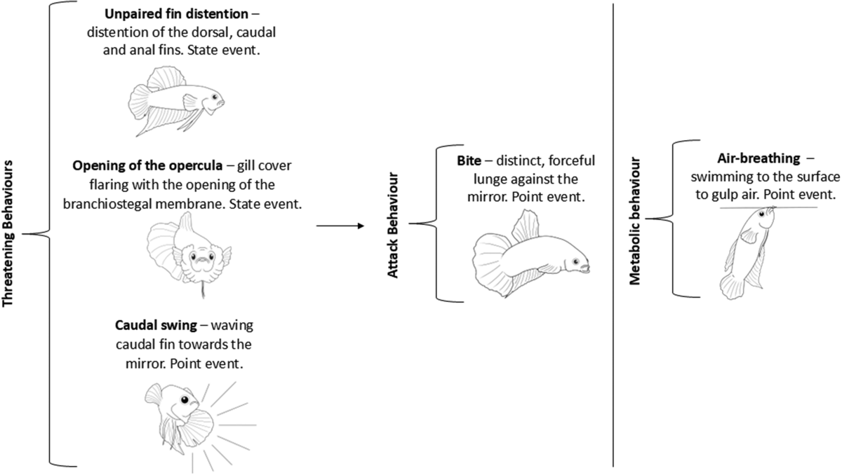 Betta Social Behavior Explained: Unlocking Their Secret Interactions