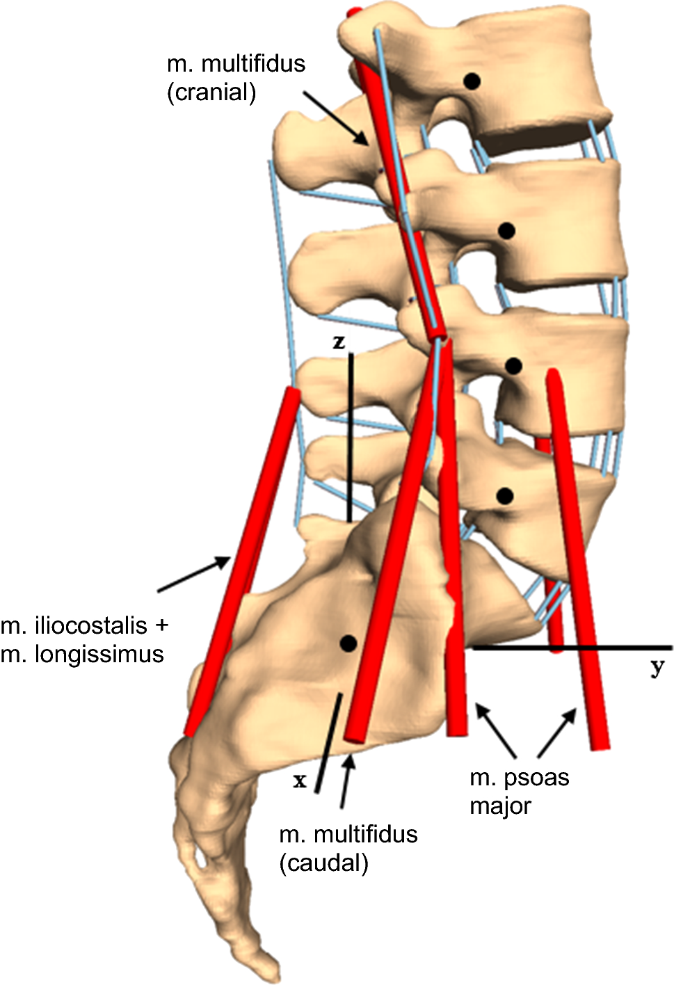 Lumbar spinal ligament characteristics extracted from stepwise reduction  experiments allow for preciser modeling than literature data | Biomechanics  and Modeling in Mechanobiology, image size:969x1416